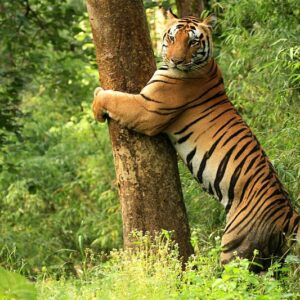 Tiger_Kanha_National_Park